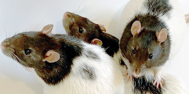 three black and white rats